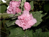 3a6fd79b-Picture 072.jpg